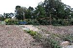 Windbreaker of shrubs and stairs to Garden.